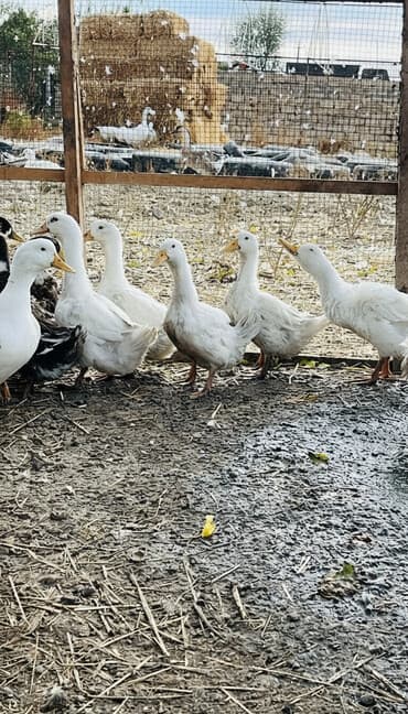 ördək neçə günə bala çıxardır: Ağ və çöl ördəkləri – təsərrüfat üçün ideal sürü - Növ: ağ ev — 1