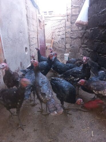 hind quşu cucesi: Erkək, Ətlik — 6