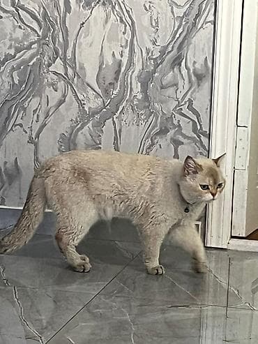 pişik: Britan, Erkək, Yaxşı əllərə, Pulsuz çatdırılma — 2