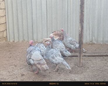 Петухи: Hinduskalar 4dısi 2erkeydi oz heyvanlarimdi damazliq kim istese esl — 4