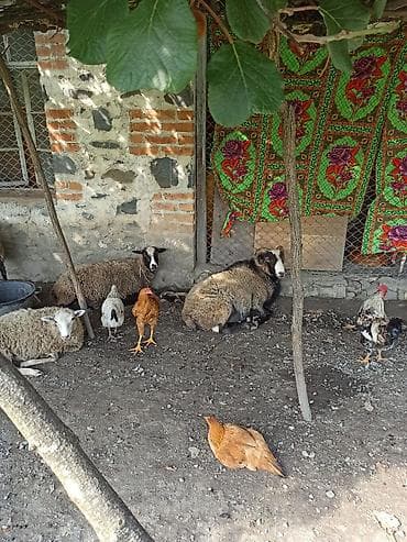 qoyun balali: Salam Aleykum Roman Qoyunlar Teçili satilir istiyən olsa 0505792271 — 2