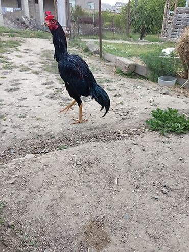 Heyrati qara bece isdiyen olsa tay getirib baxsin hec adanmayib iki — 3