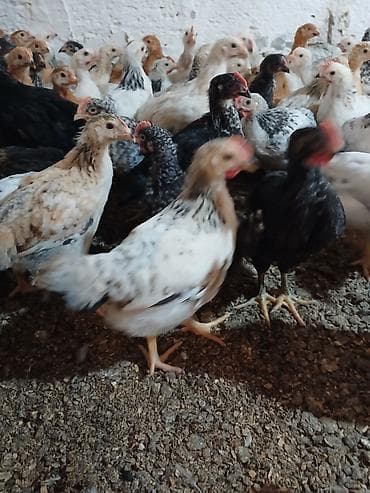 Toyuq, Yumurtalıq, Ünvandan götürmə