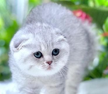 sort pişiklər: Şotland yastı qulaq — 9