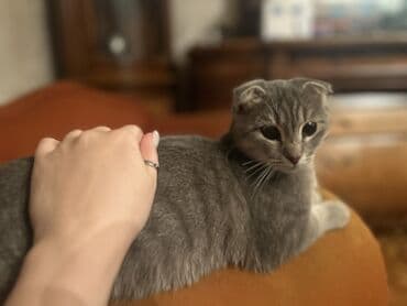 вислоухий шотландец купить: Шотладская вислоухая — 3