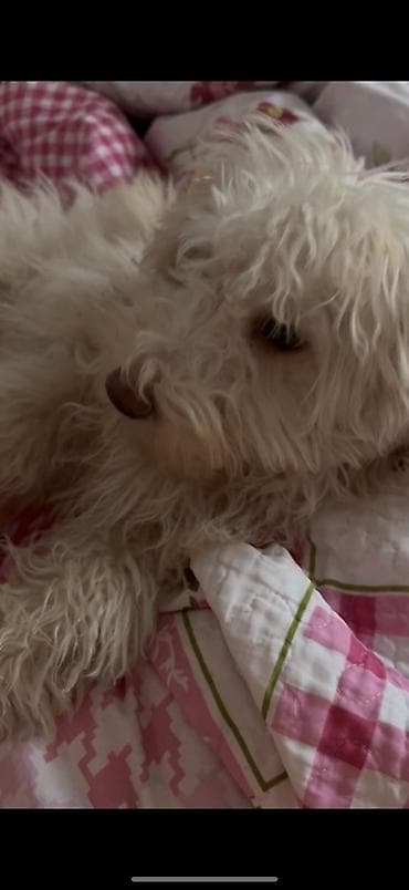 rottweiler satisi: Pudel, Erkek — 7