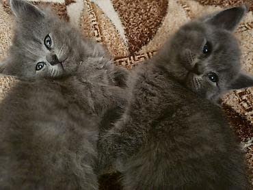 sirin pisik sekilleri: Britan, Dişi, Yaxşı əllərə, Ödənişli çatdırılma — 2