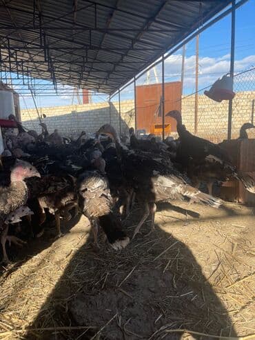 ağdam xoruzu gence: 3 aylıq hinduşkalar satılır Ünvan Gəncə qiymət 25 m hamısını alana — 3