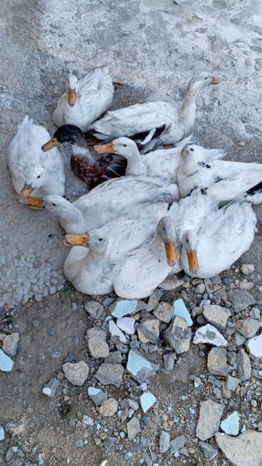 en iri it cinsi: Satılır — 13