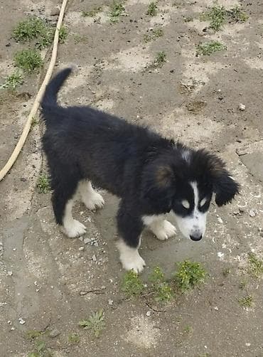 alman coban iti: Koker spaniyel, 2 ay, Dişi, Peyvəndli, Ödənişli çatdırılma — 4