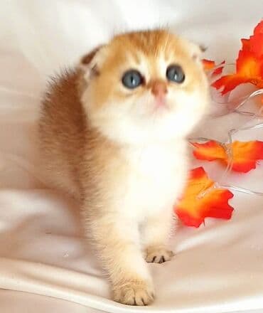 şotlan pişik: Şotland yastı qulaq, Erkək, Dişi, Yaxşı əllərə, Ünvandan götürmə, Pulsuz çatdırılma, Ödənişli çatdırılma — 21