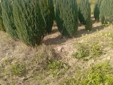 пластмассовый бак для воды купить: Her növ ağaclar ve dekarativ ağaclar çox ucuz ve qarantili gubresiz — 28