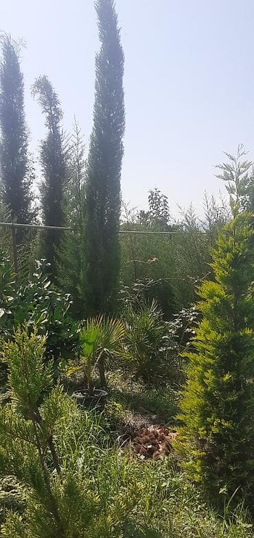 dekor patalok: Dekarativ ağaclar — 7