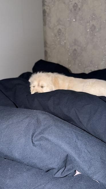 pekines it satisi: Rotveyler, 3 ay, Dişi — 3