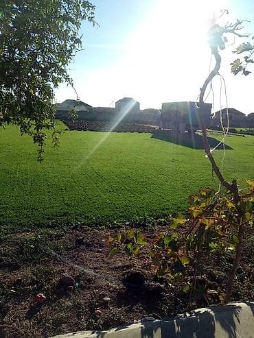 yonca toxumu satilir: Qazon yüksək keyfiyyət münasib qiymətə enni yarpaq danimarka toxumu — 5