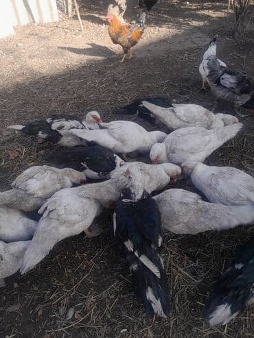 bildircin az: Məhsul: Muskoviy (hind) ördəkləri – müxtəlif rəng çeşidləri Təsvir: - — 5