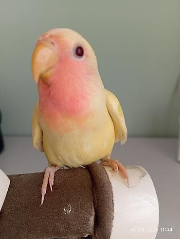 geref qus: 🐦 Sevgi (nerazlucnik) papuqayı balaları satılır 🐣 1 ay yarımlıqdılar — 5