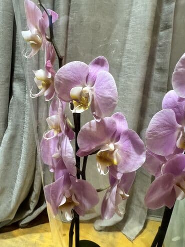 orxideya gülünün qiyməti: Orxideya gülü (Phalaenopsis) – iki saplı, açıq-çəhrayı çiçəklərlə - — 4
