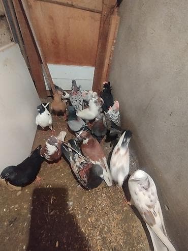 tutu suknje za mame i cerke: Məhsul: Ev göyərçinləri her biri sahibləndirilir wacap 0514383839 — 9