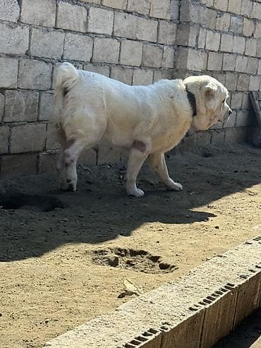 pomeranian boo mini: Alabay, 4 il, Erkek — 5