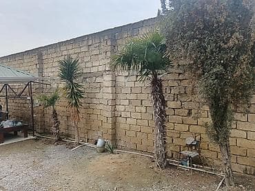 baltalar: Dekorativ palma ağacları – həyət və bağ üçün - Növ: Fan şəkilli — 3