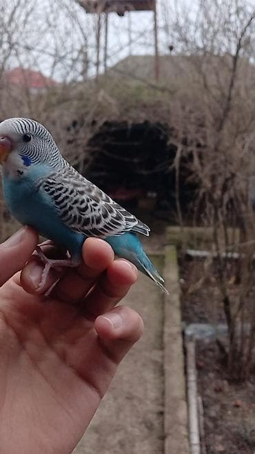 Tutuquşları: Salam. Tam ruçnoydu. Əl quşudur. İsteyen vpdan yazsın vidiosunu atım — 4