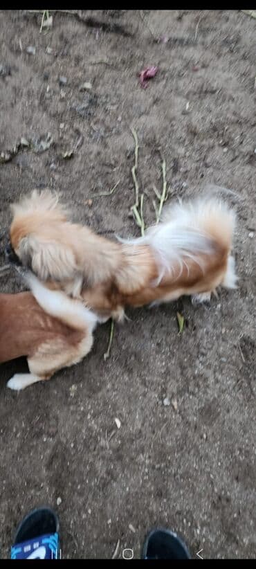 sabuncu it bazari harda yerlesir: Pekines, 1 il, Dişi, Peyvəndli, Ünvandan götürmə — 8