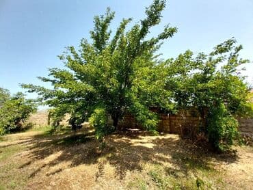 təcili ev: Novxanı 7 otaqlı, 230 kv. m, Təmirsiz — 8