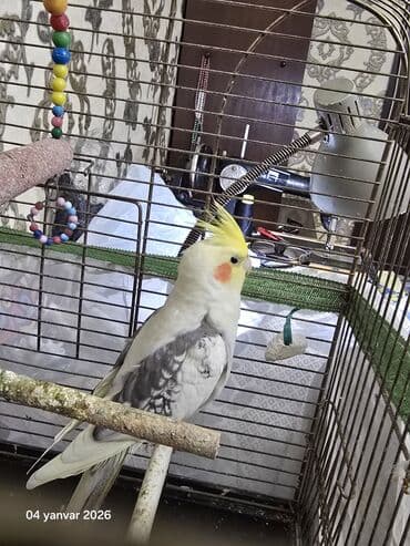 at yeherleri: Salam Aleykum korella satilir uzun quwdu Arada kefine duwende danwir — 3