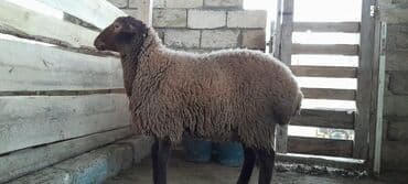 saanen keçi̇ satisi azerbaycanda: Togluların biri 8aylıq biri 6 aylıqdı damazlıga yararlıdır qiymetleri — 6