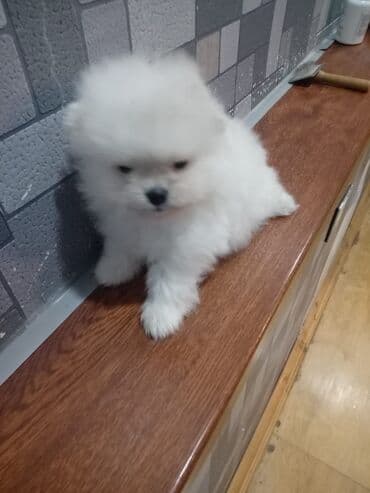 balaca tuklu itler: Şpitz — 1