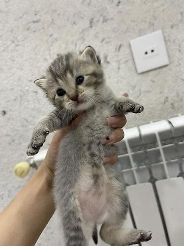 cat tanışlıq: Yaxşı əllərə, Pulsuz çatdırılma, Ödənişli çatdırılma — 1