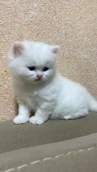 Akvariumlar: Şotland — 8