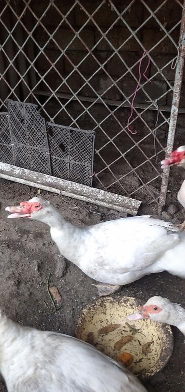 lal ördəylər: Erkək, | Lal ördək, Damazlıq, Ünvandan götürmə — 2