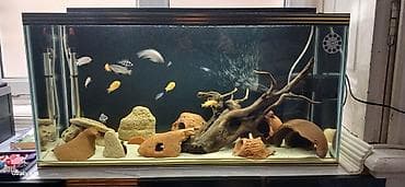 Dördbucaq akvarium, Balıqlarla birlikdə, 96 l, Ünvandan götürmə, Ödənişli çatdırılma