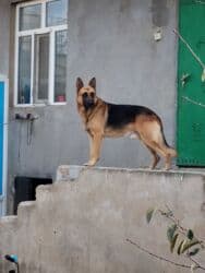 setteri it cinsi: Alman çoban iti, 4 il, Erkek, Peyvəndli, Ünvandan götürmə — 4