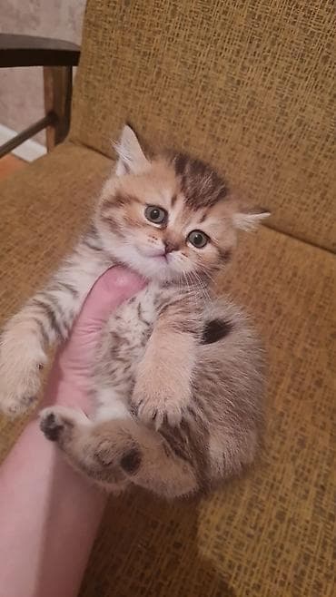 pişik: Britan — 5