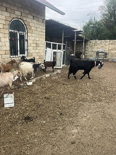 keci: Hələplə Alpinin qarışığıdı hər biri cins keçilərdi təcili satılır — 2