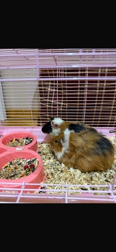 большая клетка для морской свинки: Ev heyvanı – Qvineya donuzu (kavyə) - Növ: Qvineya donuzu, qısa/orta — 3