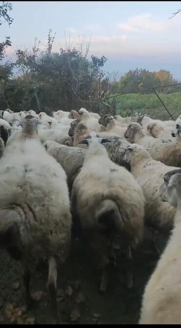 померанский шпиц цена баку: Qoyunlar kom satılır 70 başdı hamısı yelini qoyunları cavan — 5