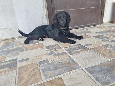 Quşlar: 8ayliqdir.Parodasini bilenler taniyar nece bahali itdir.qiymətdə cuzi — 2