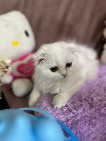 şotlan pişik: Şotland yastı qulaq, Erkək, Dişi, Yaxşı əllərə, Ünvandan götürmə, Pulsuz çatdırılma, Ödənişli çatdırılma — 72