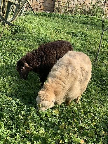 cins qoyun: İki baş quzu satılır. Xüsusiyyətlər: - Növ: Yerli ətlik/yunlu tip — 1