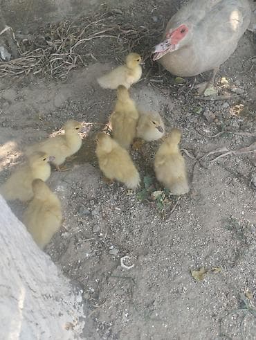 Muskovy ördək bala satışı Təsvir: - Şəkillərdə gördüyünüz ağ-qonur