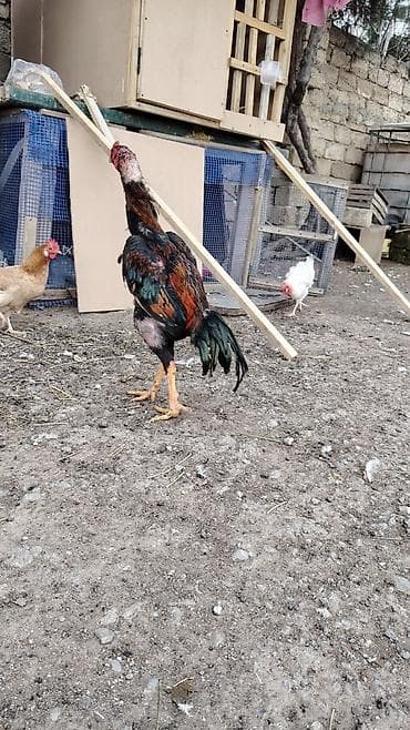 Atlar: Salam aleykum ana mazaxit qanboc ata 77 di atasinin mydanlari olub — 3