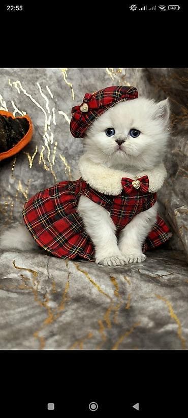 pişik balaları: Şotland — 1