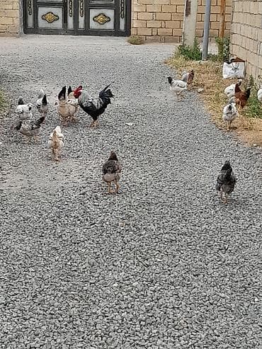 Heyvanlar: Məhsul: kənd toyuqları (qarışıq sürü) Təsvir: - Təbii şəraitdə — 2