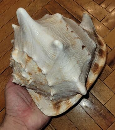 Bitkilər: Fiqur, rəng - Bej — 1