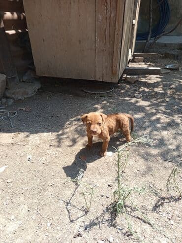 gencede itler: Pitbul, 2 ay, Erkek, Sənədli, Ünvandan götürmə — 4