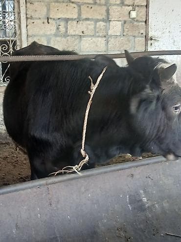 erkek quzular: Salam aleykum əvvəla 2 dənə dişi 4 dənə erkək danadı istiyən olsa — 6